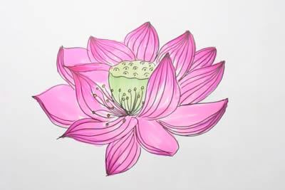 生动逼真的荷花简笔画(播放荷花的简笔画)