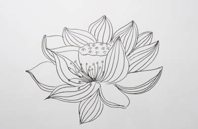 生动逼真的荷花简笔画