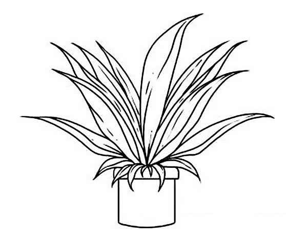 绿植小盆栽简笔画