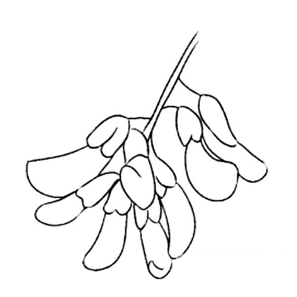 关于洋槐花的简笔画 关于洋槐花的简笔画