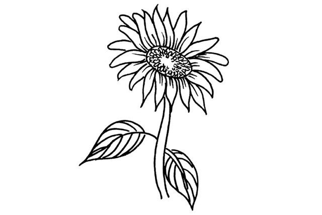 6款造型各异的向日葵简笔画