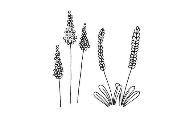 薰衣草的简单画法