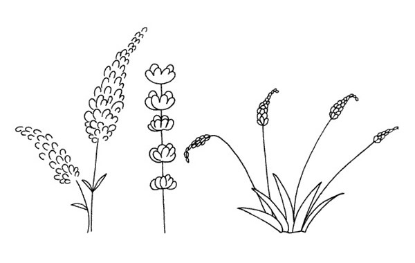 一簇关于薰衣草的简笔画