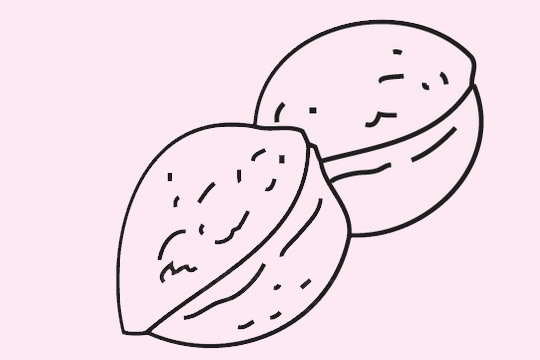 关于核桃的简笔画图片