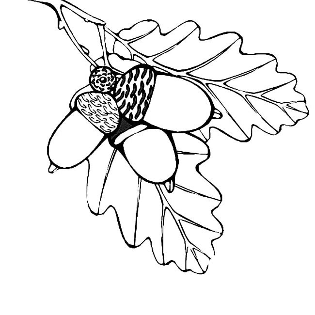 树枝上的橡果简笔画