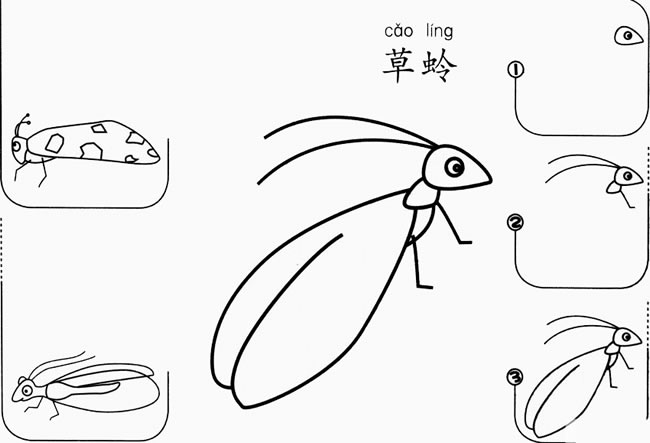 草蛉简笔画(草蛉简笔画图片)