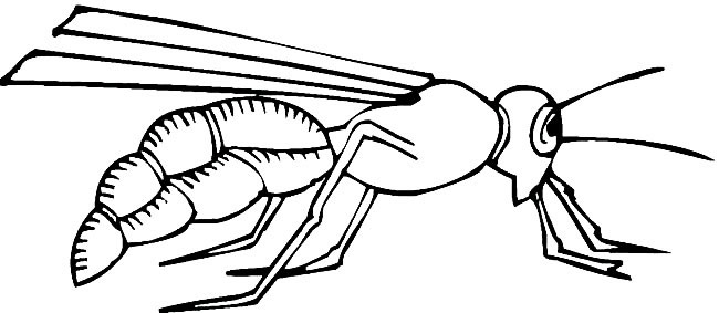 大黄蜂简笔画(大黄蜂简笔画3-6岁)