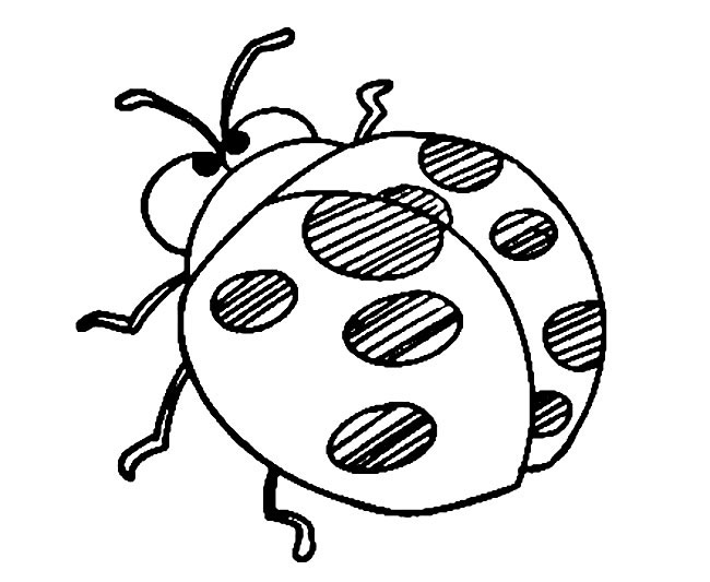 七星瓢虫简笔画(七星瓢虫简笔画)