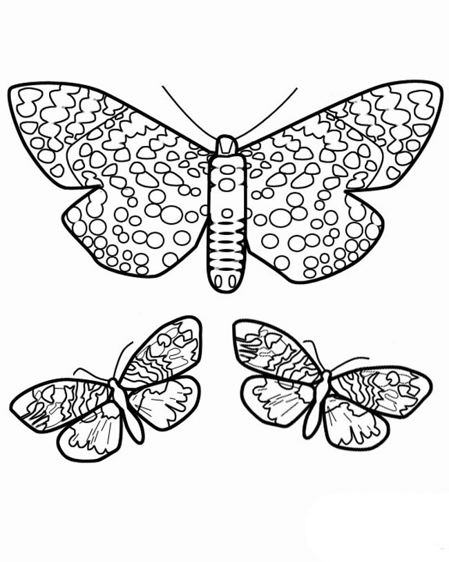 三只花蝴蝶简笔画(三只花蝴蝶简笔画怎么画)