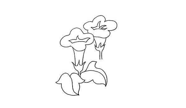 带颜色的牵牛花简笔画怎么画？