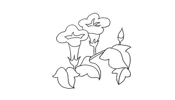 带颜色的牵牛花简笔画怎么画？