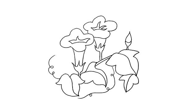 带颜色的牵牛花简笔画怎么画？