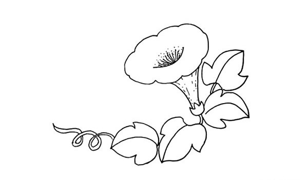 带颜色的喇叭花怎么画？