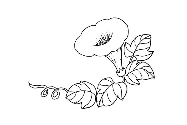 带颜色的喇叭花怎么画？