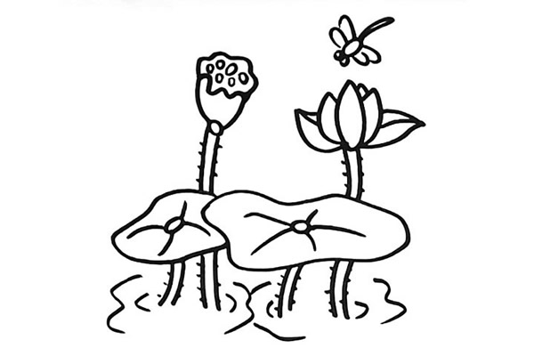 一步步教你画漂亮的荷花