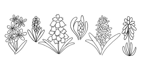 儿童学画风信子简笔画步骤 儿童学画风信子简笔画步骤