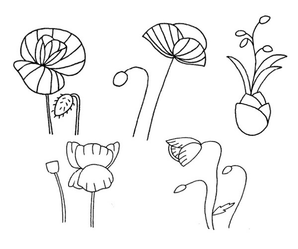 虞美人简笔画步骤教程 虞美人简笔画步骤教程