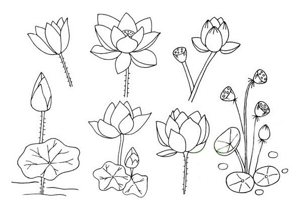 儿童学画荷花简笔画步骤 儿童学画荷花简笔画步骤