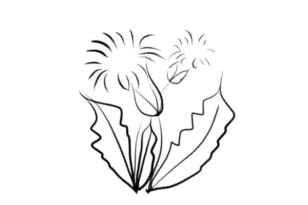 5款各不相同的小花简笔画