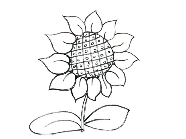 向日葵简笔画步骤教程(向日葵简笔画步骤怎么画)