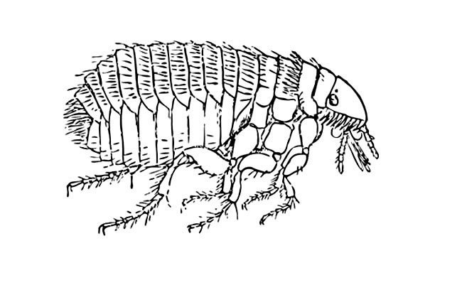 跳蚤简笔画(跳蚤简笔画 幼儿园)