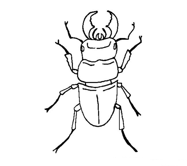 关于甲壳虫的简笔画(关于甲壳虫的简笔画大全)