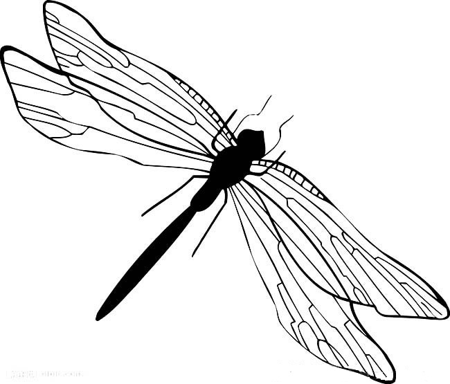 非常细腻的蜻蜓简笔画(小小的蜻蜓怎么画)