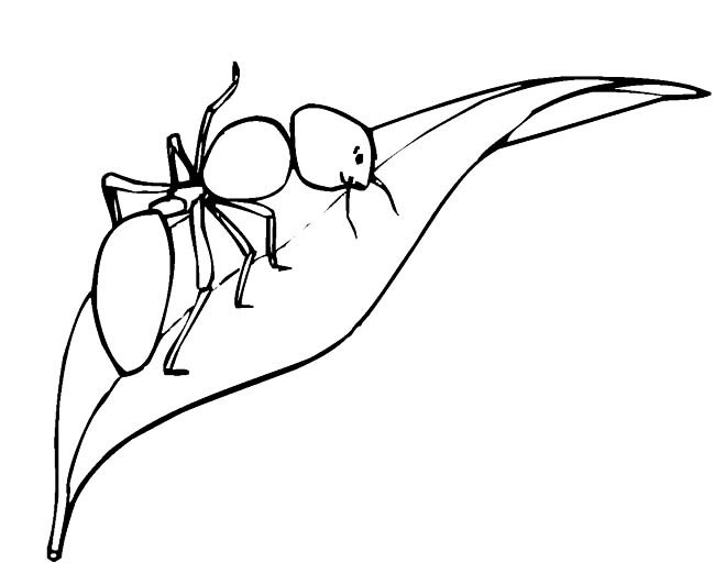 爬在树叶上的蚂蚁简笔画(爬在树叶上的蚂蚁叫什么)