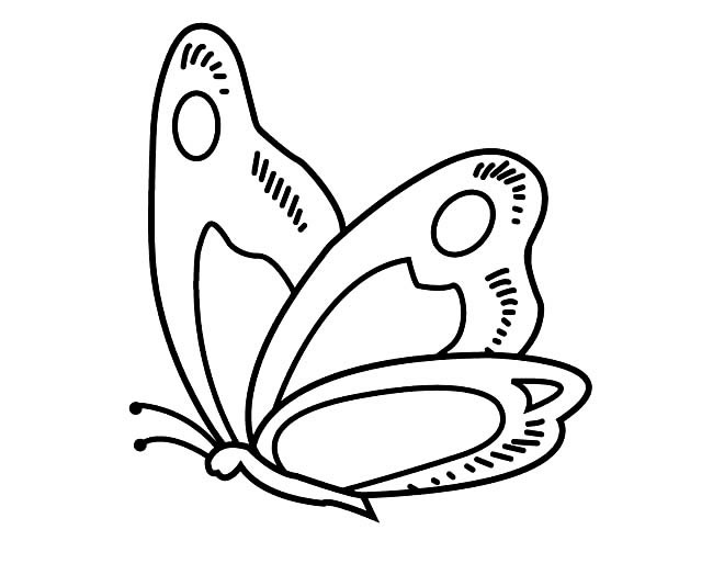 蝴蝶怎么画简单又漂亮(蝴蝶怎么画简单又漂亮又很优雅)