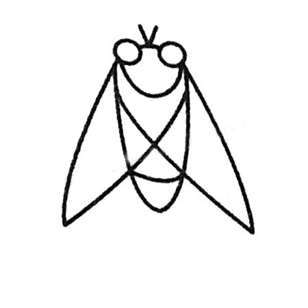 知了的简笔画画法