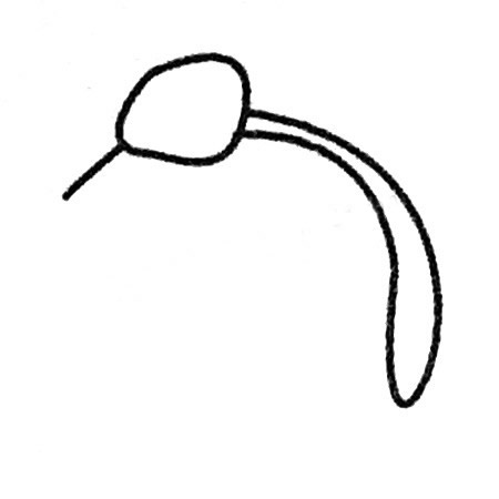 蚊子简笔画的画法步骤教程