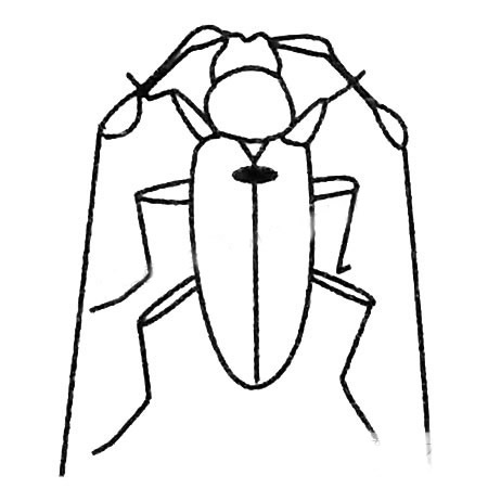 天牛简笔画的画法
