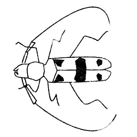 天牛简笔画图片大全