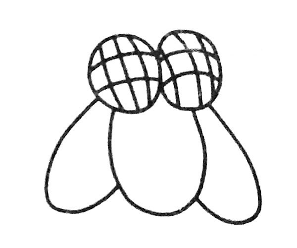 6款简单的苍蝇简笔画