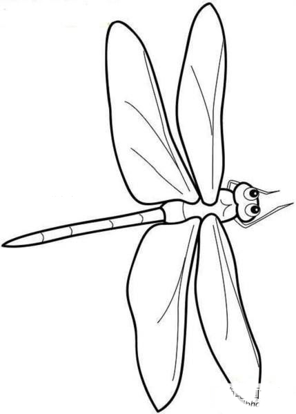 一组漂亮的蜻蜓卡通简笔画