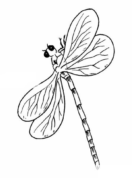一组漂亮的蜻蜓卡通简笔画