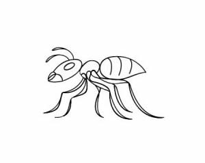 一步步学会画蚂蚁