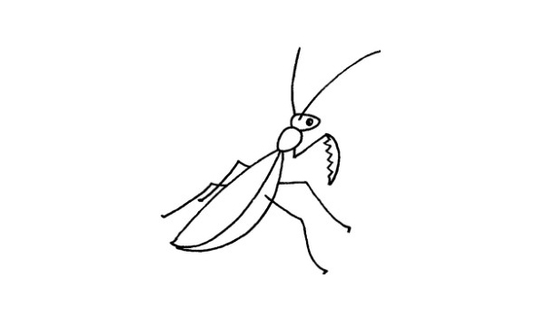 螳螂简笔画步骤