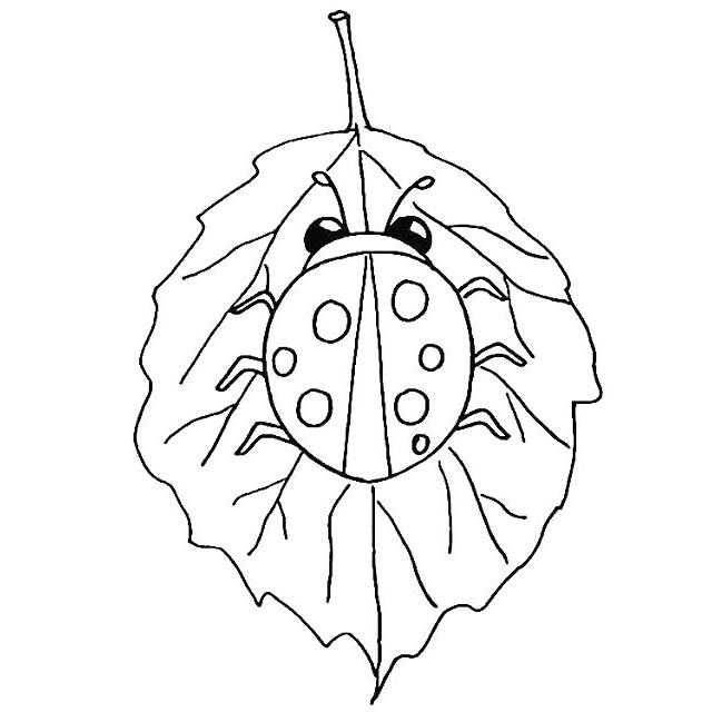 七星瓢虫简笔画详细步骤 七星瓢虫简笔画详细步骤