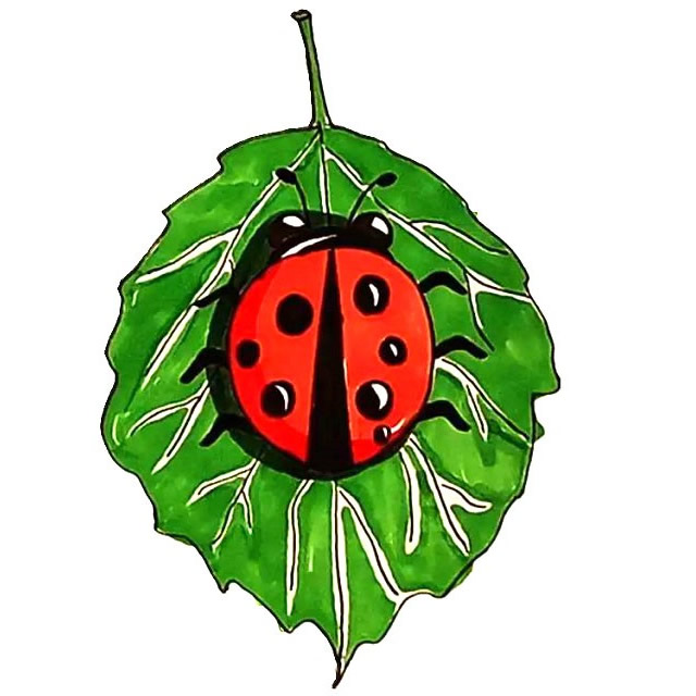 七星瓢虫简笔画详细步骤 七星瓢虫简笔画详细步骤