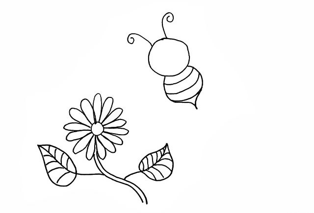 蜜蜂和花朵的简笔画步骤
