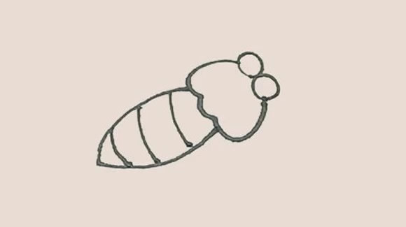 漂亮的飞蛾简笔画步骤 漂亮的飞蛾简笔画步骤