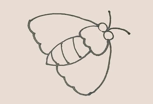 漂亮的飞蛾简笔画步骤 漂亮的飞蛾简笔画步骤