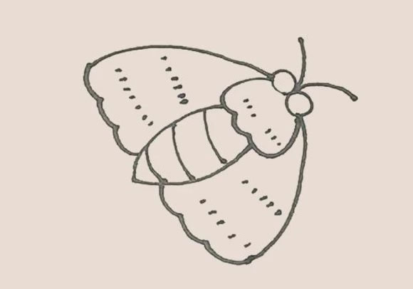 漂亮的飞蛾简笔画步骤 漂亮的飞蛾简笔画步骤