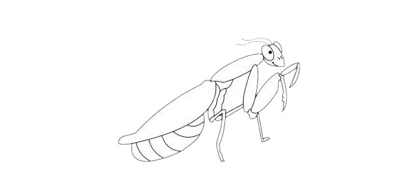 一组卡通螳螂简笔画