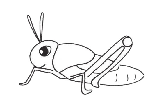 一组草蜢简笔画图片大全(草蜢图片昆虫)