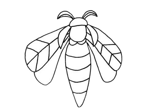 关于飞蛾的简笔画(飞蛾的简笔画怎么画)