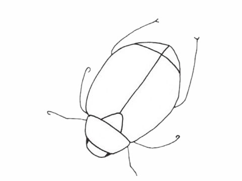 一组甲虫简笔画图片大全(甲虫简笔画大全带颜色)