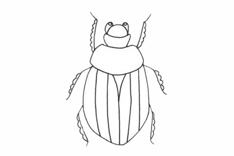一组甲虫简笔画图片大全