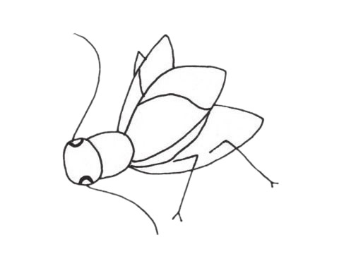 一组关于蟋蟀的简笔画